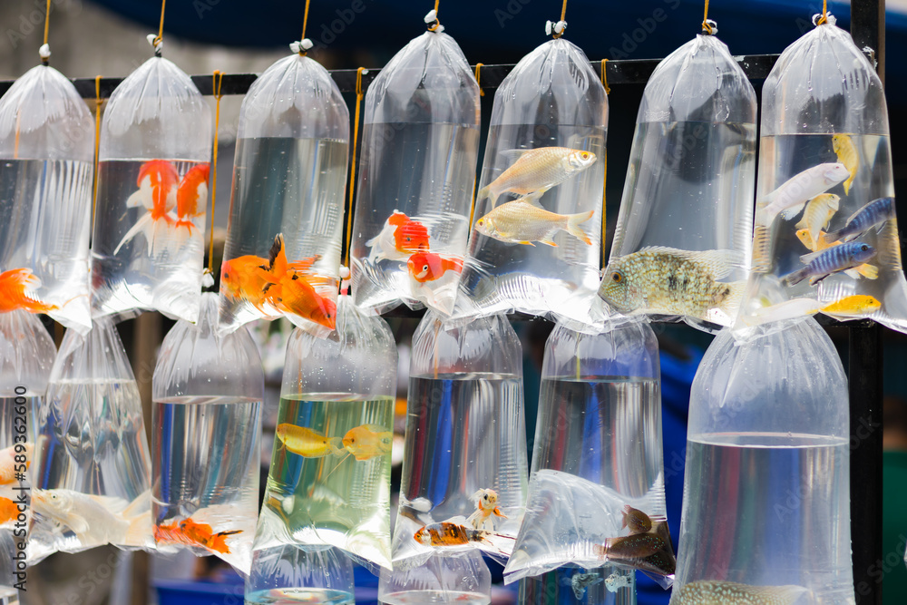 Various colorful ornamental fish are kept in inflated transparent plastic  bags for sale in pet store or market. Stock Photo