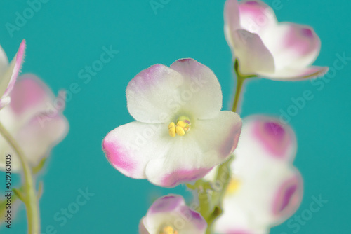 nflorescence of a bicolor homemade violet on a blue background close-up.