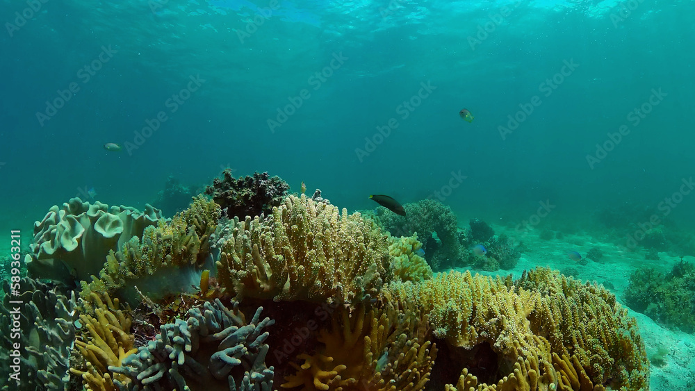 Underwater fish garden reef. Reef coral scene. Coral garden seascape. Philippines. Underwater fish garden reef. Reef coral scene. Coral garden seascape. Philippines.