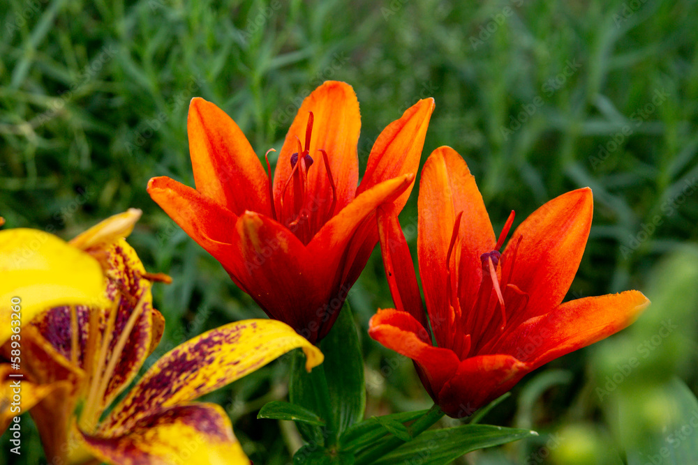 Red orange lilies in the summer garden.
