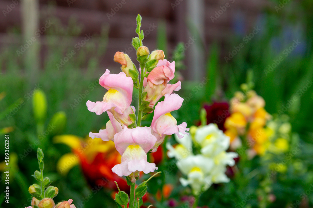 Pale pink snapdragon flowers in the summer garden (antirrhinum majus) Pale pink snapdragon flowers in the summer garden (antirrhinum majus)