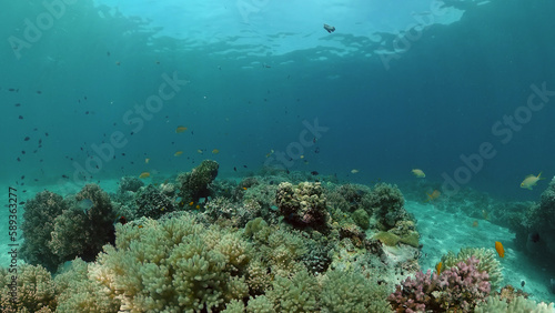 Tropical coral reef and fishes underwater. Tropical fishes and coral reef underwater. . Travel vacation concept. Philippines.