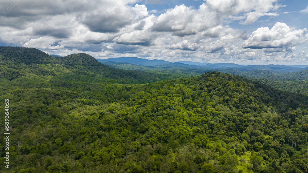 Obraz premium Rainforests on the island of Borneo. Jungle in the tropics. Malaysia.