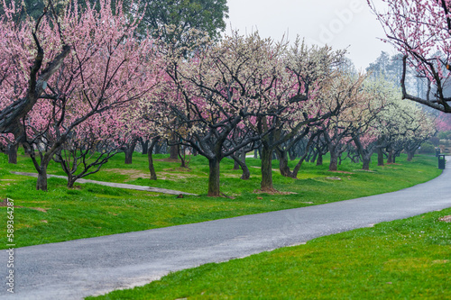 Wuhan East Lake plum blossom Garden Spring Scenery