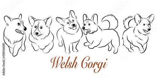 Doodle Cartoon Pembroke Welsh Corgi illustration set in different poses. Cute sitting, running and lying vector dog isolated on white background