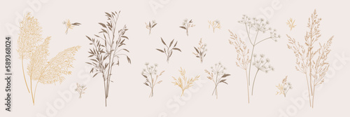 Collection of bouquets of wild herbs. Botanical set with dried grasses. Neutral tones. Vector illustration. Sketch style.