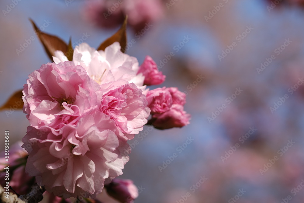 八重桜の花束