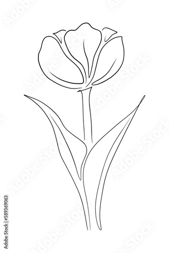 Hand drawn of tulip on white background. Tulip line art drawing. Vintage vector illustration.