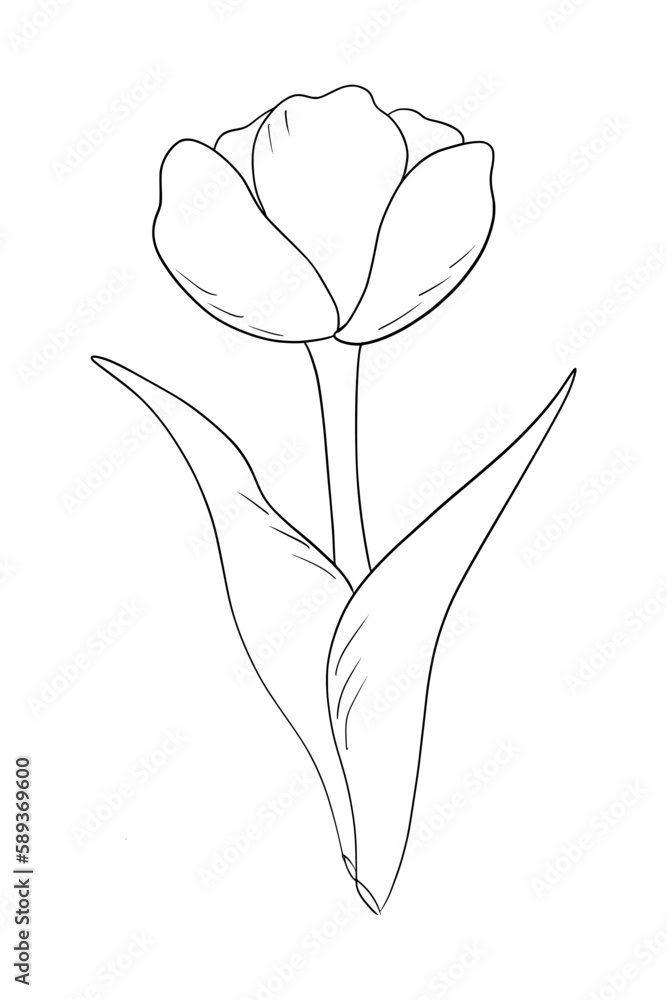 Hand drawn of tulip on white background. Tulip outline art drawing. Vintage vector illustration. Hand drawn of tulip on white background. Tulip outline art drawing. Vintage vector illustration.