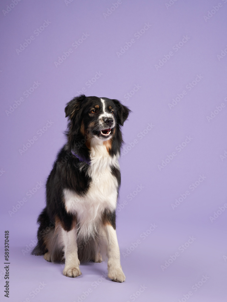 portrait of a beautiful dog on lilac background. Australian shepherd. Sweet Pet in the studio