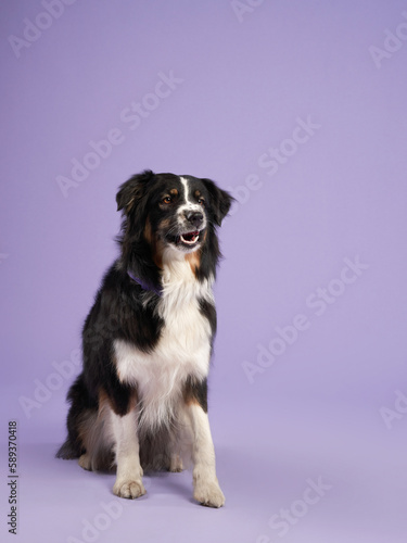 portrait of a beautiful dog on lilac background. Australian shepherd. Sweet Pet in the studio