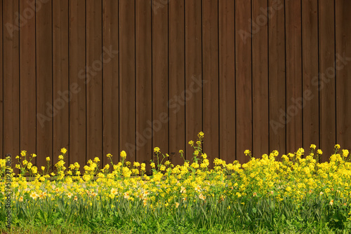 Fototapeta Naklejka Na Ścianę i Meble -  板塀と菜の花