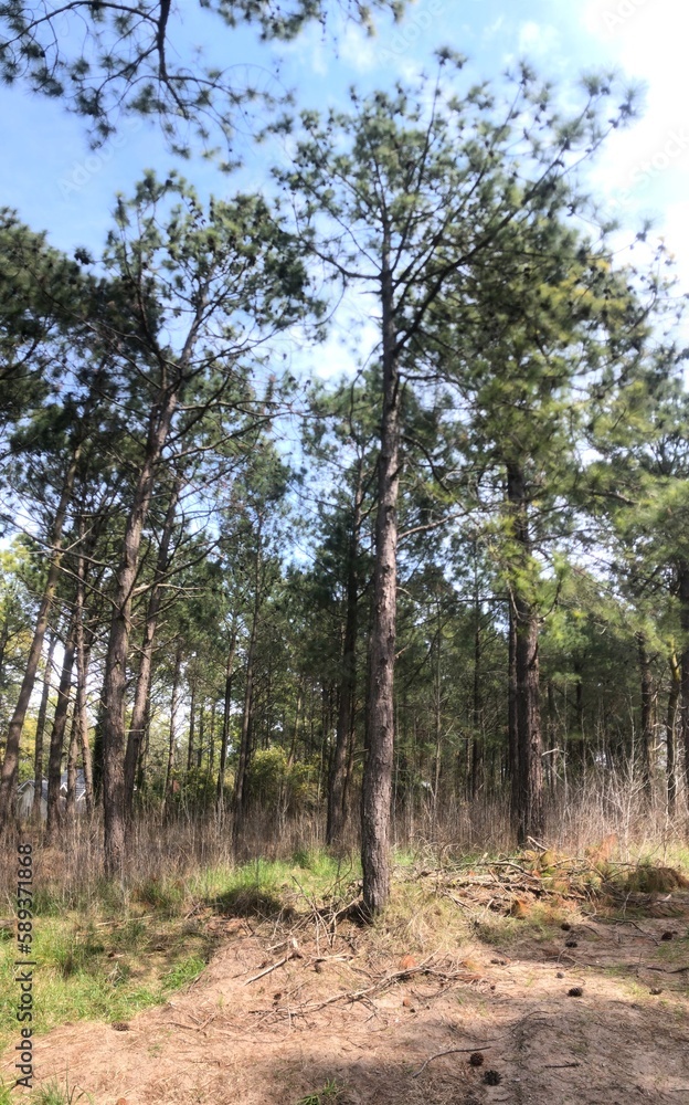 Fototapeta premium trees in the forest