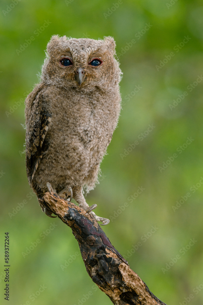 An Baby Javan Scops Owl (Otus angelinae) is Sitting in a Branch tree An Baby Javan Scops Owl (Otus angelinae) is Sitting in a Branch tree