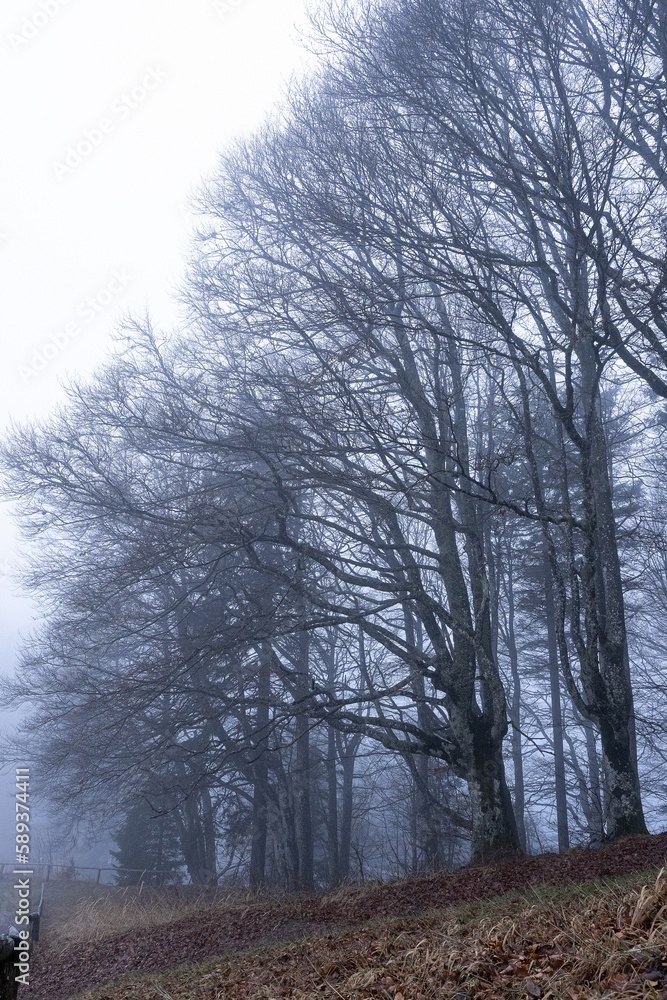 Miro Lange - Schauinsland Wald Nebel Deutschland