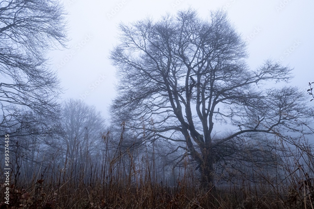 Miro Lange - Schauinsland Wald Nebel Deutschland Miro Lange - Schauinsland Wald Nebel Deutschland