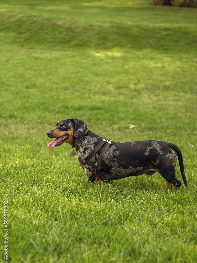 dachshund dog in a park standing 
