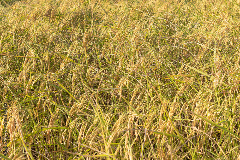 Fototapeta premium Golden yellow rice waiting to be harvested Oryza sativa edible starchy cereal grain and the grass plant.