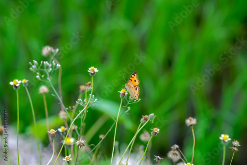 Tiny yellow butterfly hanging on little flower in the bush photo