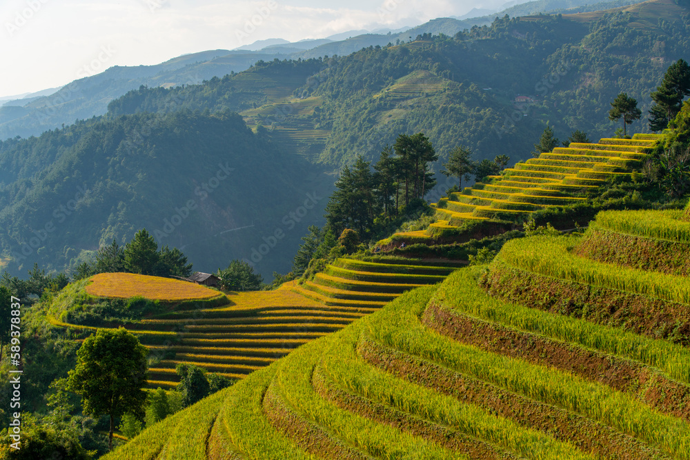 This is terraces in Mu Cang Chai, Vietnam. The ripe rize season in Mu Cang Chai is ussually from September to November. At that time, the golden rice creates a beautiful landscape and color