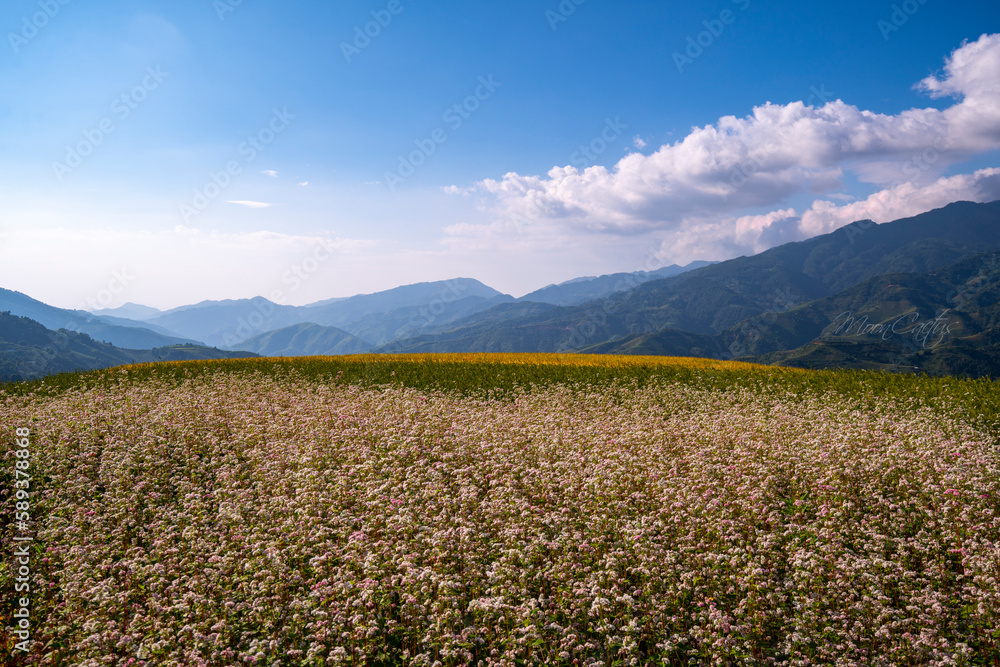 Buckwheat flowers in Mu Cang Chải terraces, Vietnam. I taken by sony A7r3 at Mu Cang Chai   in September 2022