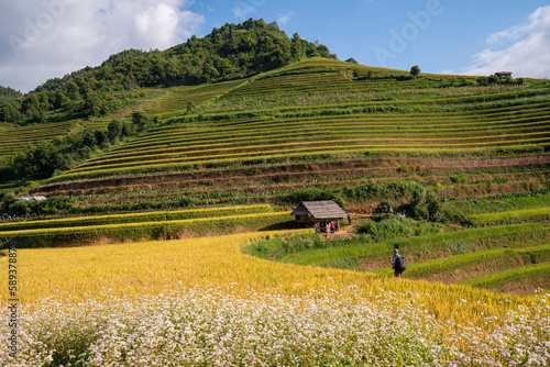 Buckwheat flowers in Mu Cang Chải terraces, Vietnam. I taken by sony A7r3 at Mu Cang Chai   in September 2022 photo