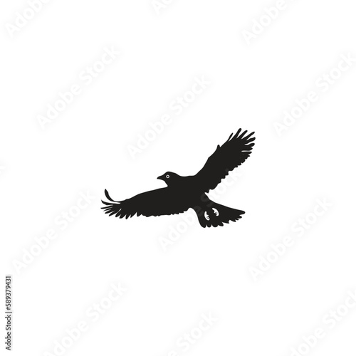 eagle isolated on white vector silhouette illustration

