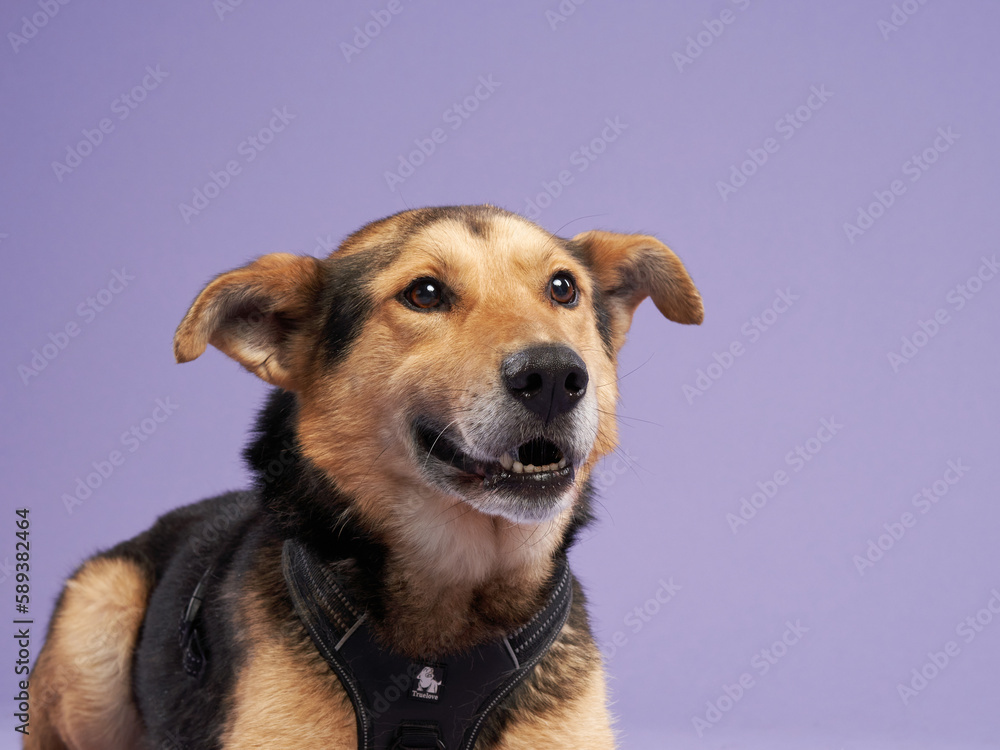 Portrait of a beautiful dog lilac background. Mix of breeds. Happy Pet in the studio Portrait of a beautiful dog lilac background. Mix of breeds. Happy Pet in the studio