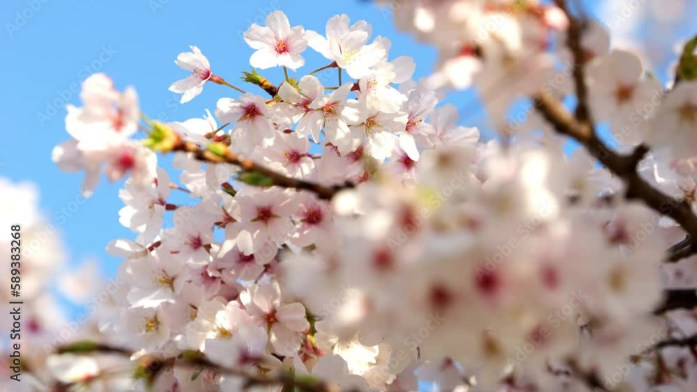Cherry blossoms or sakura flowers in full bloom blowing in wind under the blue sky in spring, Nature or outdoor background, Digital signage Cherry blossoms or sakura flowers in full bloom blowing in wind under the blue sky in spring, Nature or outdoor background, Digital signage
