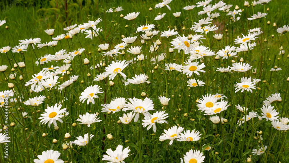 daisy flower in field. daisy flower outdoor. wildflower daisy flower. photo of daisy flower