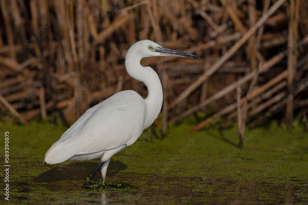 Fototapeta premium The little white heron is fishing filmed at the mouth of the kuban river