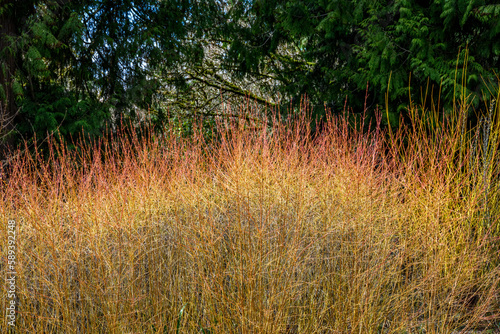 Valokuva Vibrant, flame colored, winter color in a hedge of Twig Dogwood bushed against a