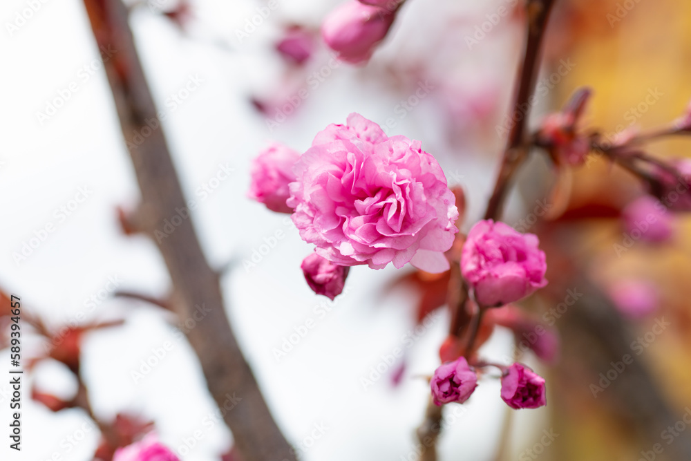 macro photo of spring sakura flower. spring sakura blossom. spring sakura blooming macro photo of spring sakura flower. spring sakura blossom. spring sakura blooming