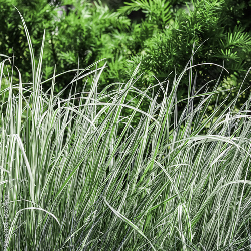 Fototapeta Naklejka Na Ścianę i Meble -  Background from decorative green and white grass. Arrhenatherum elatius bulbosum variegatum