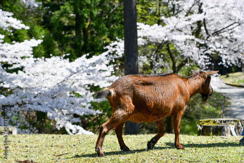 桜の下を歩く山羊