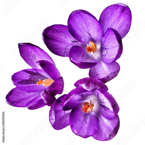 Crocus vernus flower