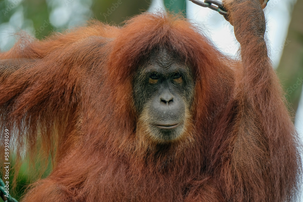 Naklejka premium orangutan