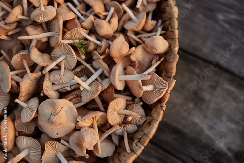 wicker basket full of edible mushrooms
