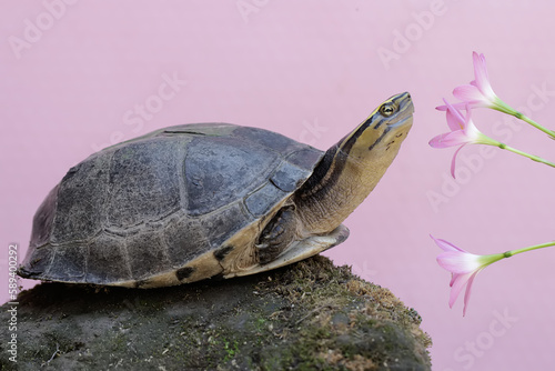 An Amboina Box Turtle or Southeast Asian Box Turtle is basking on a rock by the river. This shelled reptile has the scientific name Coura amboinensis. photo