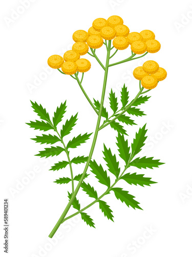 Vector illustration, Tansy or Chrysanthemum vulgare, isolated on white background.