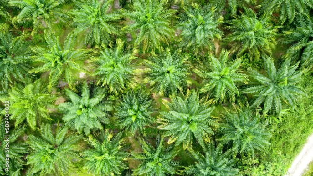 Aerial drone video of palm oil plantation and tropical rainforest. Aerial drone video of palm oil plantation and tropical rainforest.