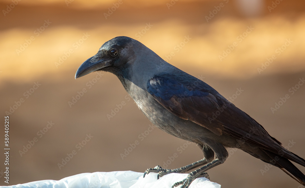 Obraz premium Portrait of a black crow on a trash can.