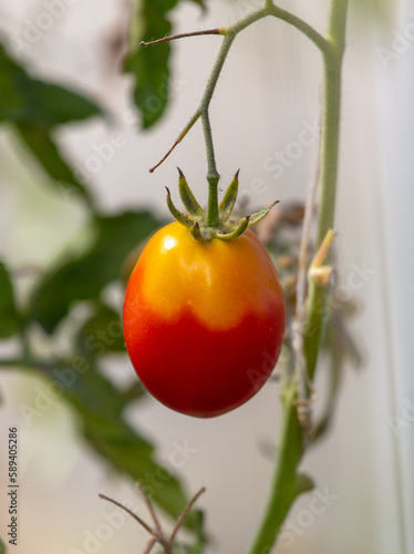 Ripe cherry tomatoes on a plant in the vegetable garden