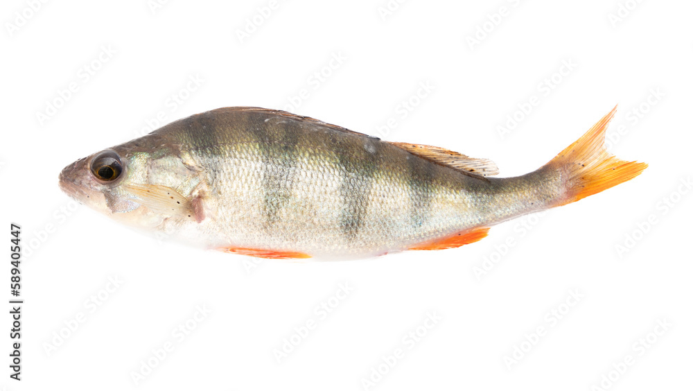Perch fish isolated on a white background. Perch fish isolated on a white background.