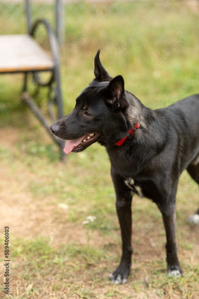 A black dog with a red collar