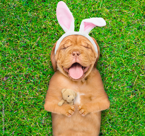 Happy mastiff puppy wearing easter rabbits ears lying on its back on summer green grass with toy bear. Top down view
