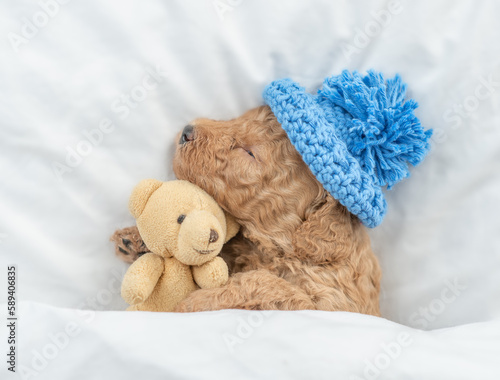 Tiny Poodle puppy wearing warm hat sleeps under white blanket on a bed at home and hugs favorite toy bear. Top down view
