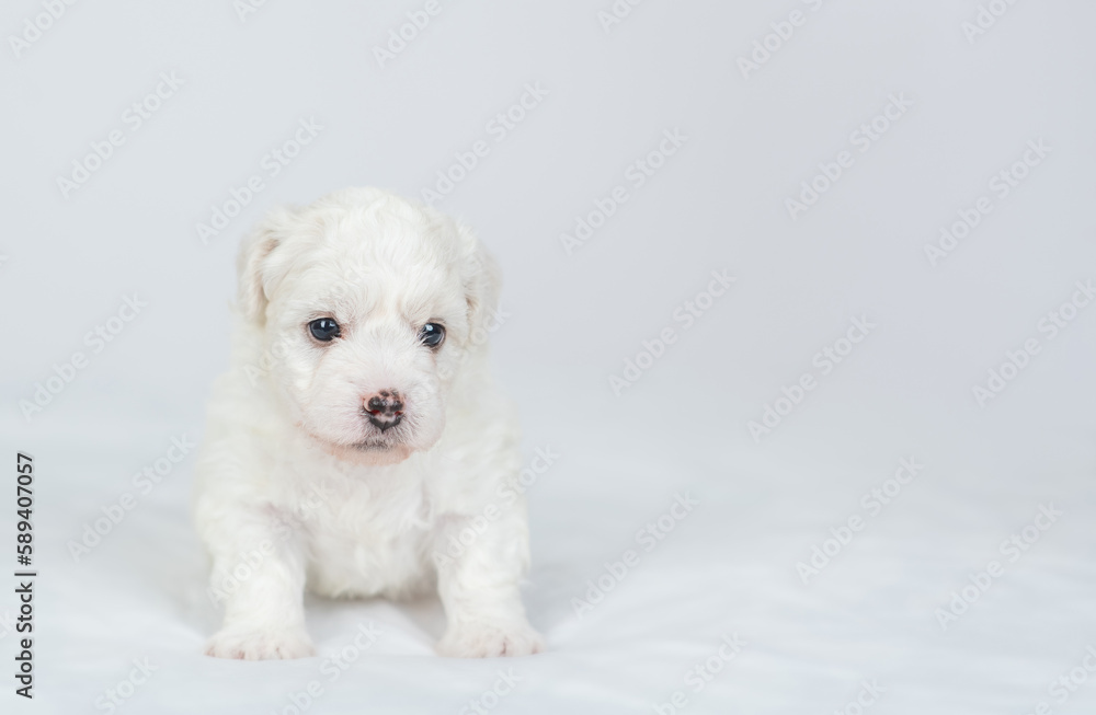 Tiny Bichon Frise puppy sits on a bed at home. Empty space for text