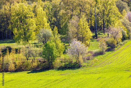 Lush trees by a field in spring