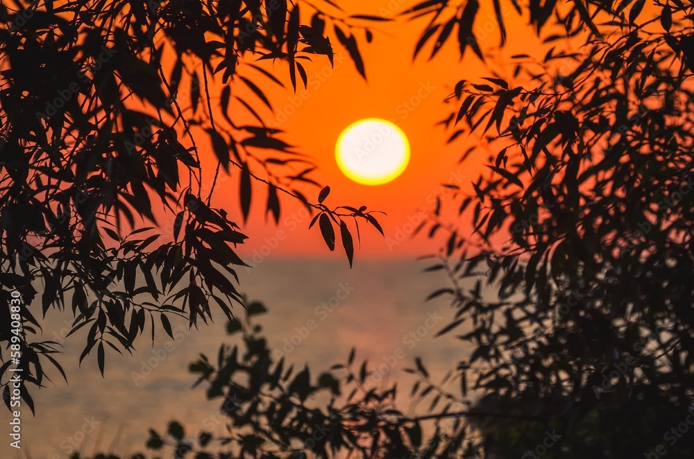 Beautiful sunrise among the green leaves of trees. Morning with the sun over the sea as a background concept. Photo with a shallow depth of field.